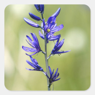 Adesivo Quadrado A flor de um lírio camas no Condado de Valley,