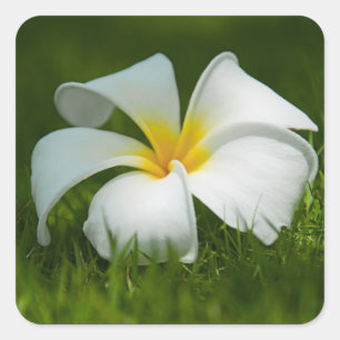 Adesivo Quadrado A flor tropical branca (frangipani) fecha-se acima