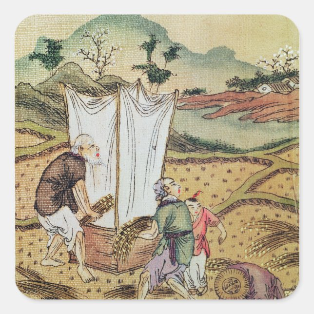 Adesivo Quadrado A história do arroz (Frente)