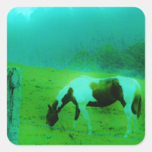 Adesivo Quadrado A névoa Reto da cerceta coloriu o cavalo pintado