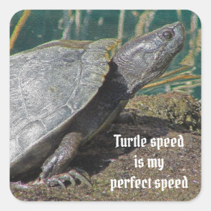 Adesivo Quadrado A velocidade cómico da tartaruga é meu animal