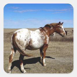 Adesivo Quadrado Aare Appaloosa na Pradaria Canadiana