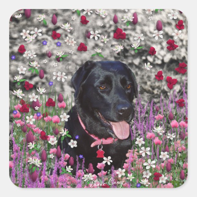 Adesivo Quadrado Abby in Flowers - Black Lab Dog (Frente)