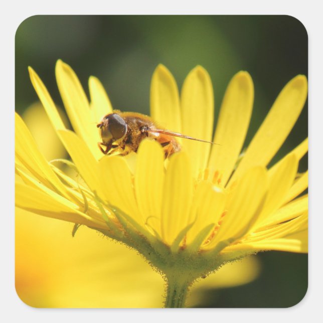 Adesivo Quadrado Abelha Ocupada (Frente)