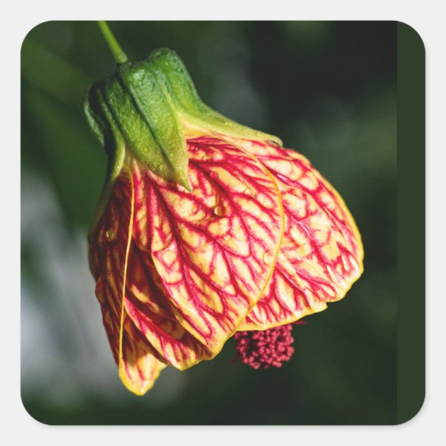 Adesivo Quadrado Abutilon Biltmore Ballgrown (Frente)