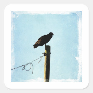 Adesivo Quadrado Abutre