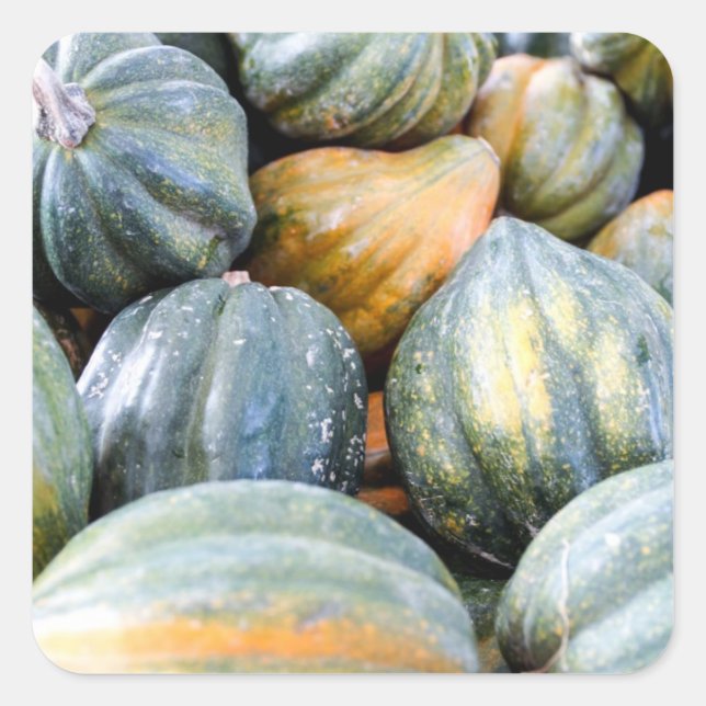 Adesivo Quadrado Acorn Squash (Frente)