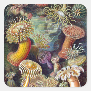 Adesivo Quadrado Actiniae de Ernst Haeckel
