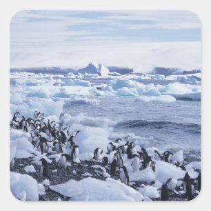 Adesivo Quadrado Adeliae do Pygoscelis dos pinguins de Adelie)