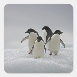 Adesivo Quadrado Adelie Penguins sobre Fluxos de Gelo