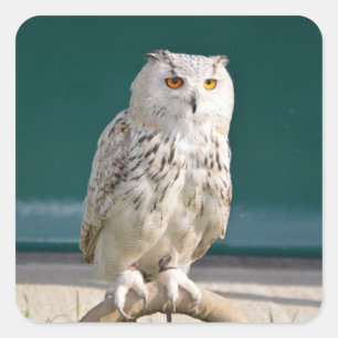 Adesivo Quadrado Adesivo/vedação perfurada de coroa branca