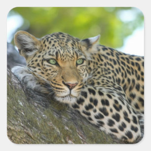 Adesivo Quadrado adesivos-leopardo-de-árvores