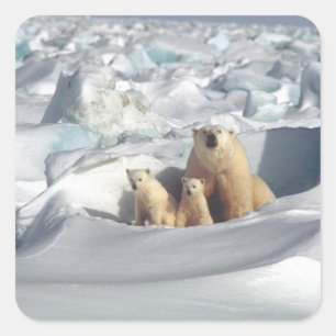 Adesivo Quadrado Adicione SLOGAN para salvar gelo do planeta de urs