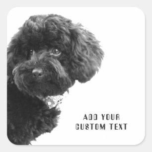 Adesivo Quadrado ©Adorable Black Poodle Puppy Custom Square Sticker