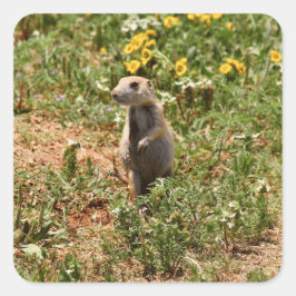 Adesivo Quadrado Adorable Prairie Dog