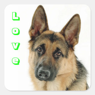Adesivo Quadrado Adoro German shepherd Puppy Dog Stickers