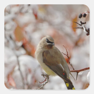 Adesivo Quadrado Adulto Cedar Waxwing no espinho com neve,