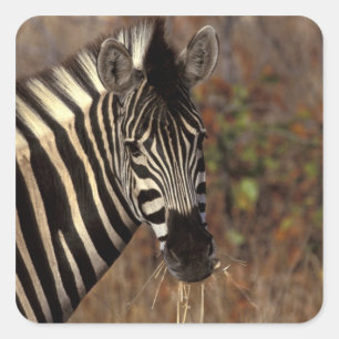 Adesivo Quadrado África, África do Sul, retrato Kruger NP Zebra