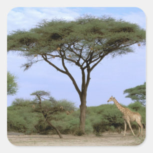 Adesivo Quadrado África, Botsuana, Delta do Okavango. Sul
