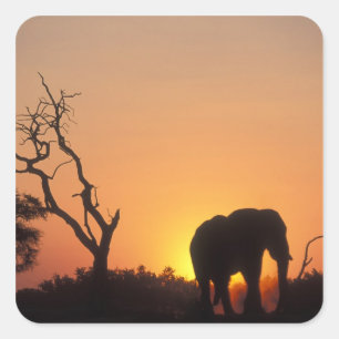 Adesivo Quadrado África, Botsuana, Parque Nacional Chobe, Cenário