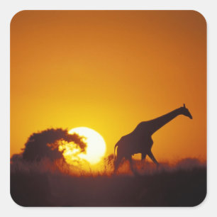 Adesivo Quadrado África, Botsuana, Parque Nacional Chobe, Girafa 2