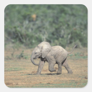 Adesivo Quadrado África do Sul, Parque Nacional Addo Elephant. Bebê