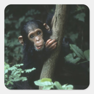 Adesivo Quadrado África, East Africa, Tanzânia, nacional de Gombe