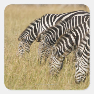 Adesivo Quadrado África, Kenya, Maasai Mara