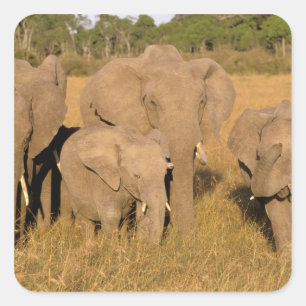 Adesivo Quadrado África, Kenya, Masai Mara. Elefante africano