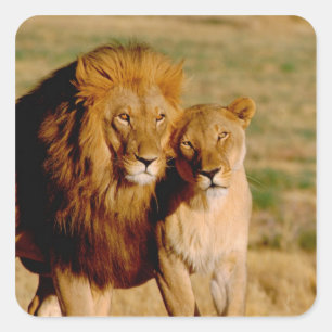 Adesivo Quadrado África, Namíbia, Okonjima. Leão & leoa