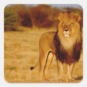 Adesivo Quadrado África, Namíbia, Okonjima. Leão macho solitário
