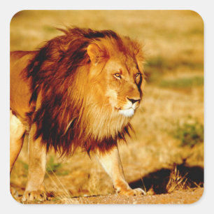Adesivo Quadrado África, Namíbia, Okonjima. Leão masculino