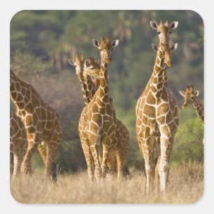 Adesivo Quadrado África. Quênia. Efetivo de Girafas Reticuladas