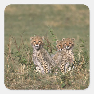Adesivo Quadrado África; Quênia; Masai Mara; Três filhotes de guepa