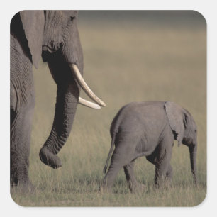 Adesivo Quadrado África, Quênia, Parque Nacional de Amboseli. Afric