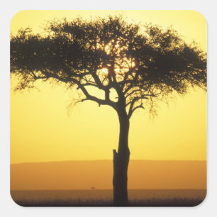Adesivo Quadrado África, Quênia, Reserva de Caça Masai Mara, Nascen