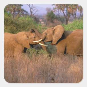 Adesivo Quadrado África, Quênia, Samburu. Desafio de elefante