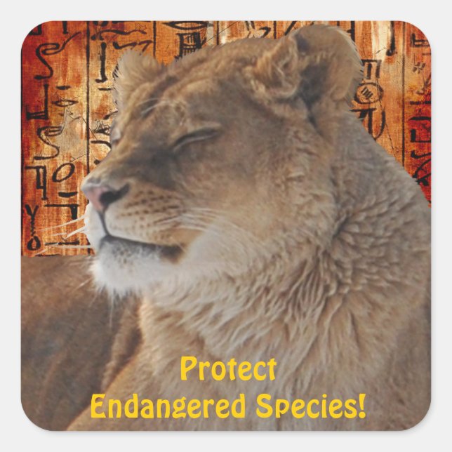 Adesivo Quadrado África Selvagem Amantes de Animais Grandes Cinco (Frente)