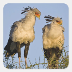 Adesivo Quadrado África. Tanzânia. Aves-secretárias em Ndutu