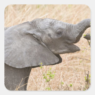 Adesivo Quadrado África. Tanzânia. Elefante jovem em Tarangire