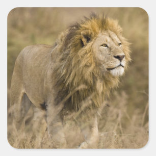 Adesivo Quadrado África. Tanzânia. Leão masculino em Ngorongoro
