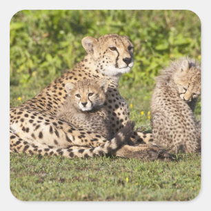 Adesivo Quadrado África. Tanzânia. Mãe de chita e filhotes 2