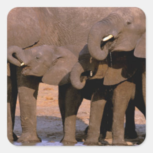 Adesivo Quadrado África, Tanzânia, Parque Nacional de Tarangire.