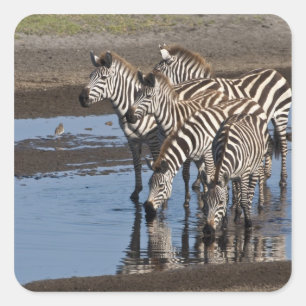 Adesivo Quadrado África. Tanzânia. Zebras que bebem em Ndutu dent