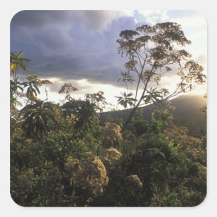 Adesivo Quadrado África, Tanzânia, zona de conservação de Ngoro