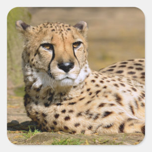 Adesivo Quadrado African Cheetah lying on ground