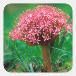 Adesivo Quadrado African Lily (Agapanthus Praecox), Mala Mala