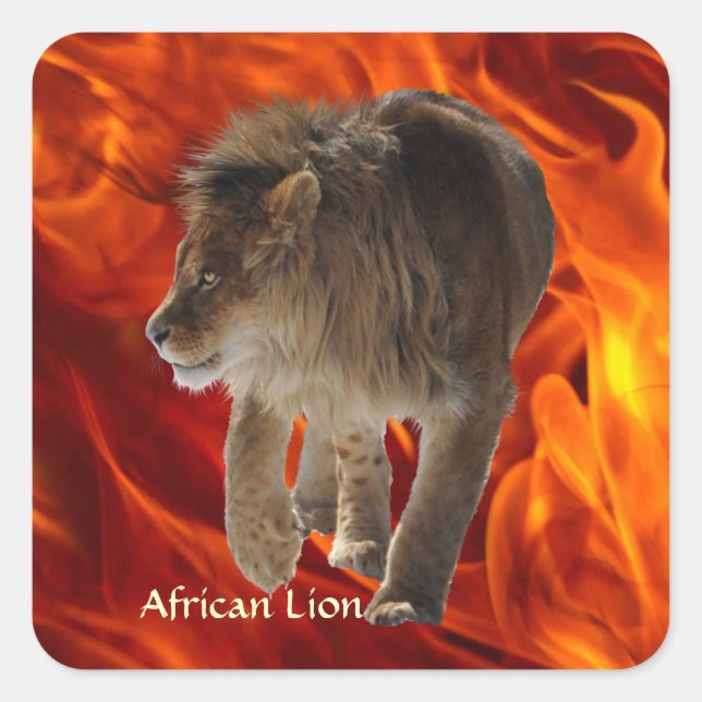 Adesivo Quadrado AFRICAN LION Big 5 Big Cat Willife Photo Stickers (Frente)