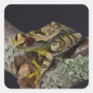 Adesivo Quadrado Africano Red Eye Treefrog, Leptopelis