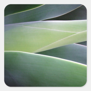 Adesivo Quadrado Agave Folhas